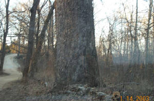 sycamor.jpg